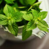 Peppermint extracts